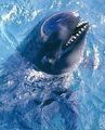 False Killer Whale (Pseudorca crassidens) Genus: Pseudorca