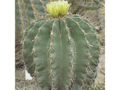 Barrel Cactus (Ferocactus Echidne ) Genus:Ferocactus