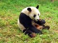 Giant Panda (A. melanoleuca) Genus:Ailuropoda