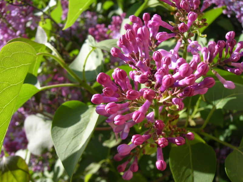 File:Lilac in bloom.jpg