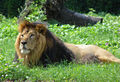 Asian Lion (L. persica) Genus: Leo