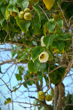 More manchineel.jpg