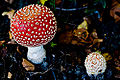 Thumbnail for version as of 05:08, 4 March 2009