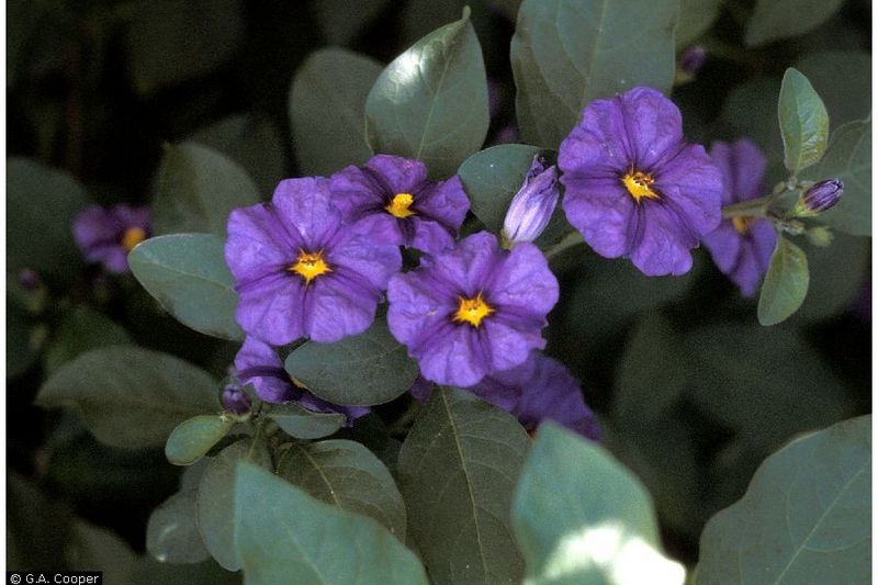 File:Solanum-nightshade.jpg