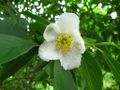 Chinese Stewartia (S. sinensis) Genus:Stewartia