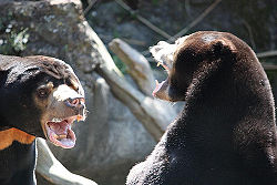 Sun bear fight.jpg