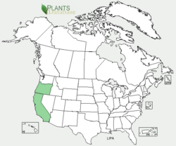Usds.png