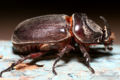 Rhinoceros beetle (Oryctes rhinoceros) Family: Scarabaeidae