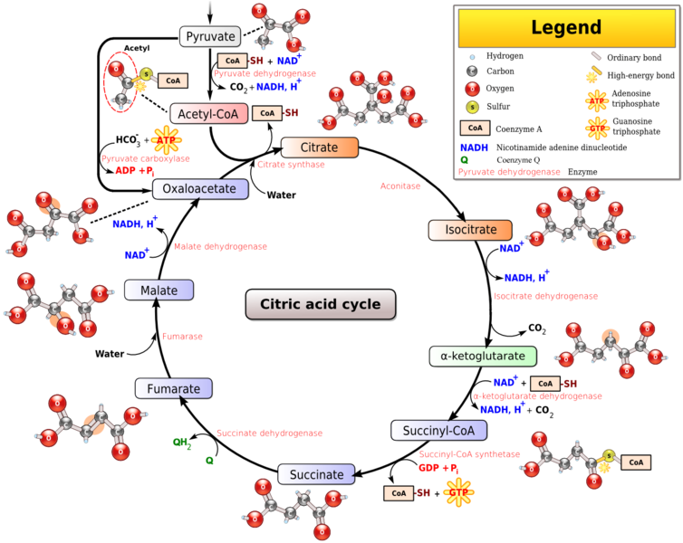 File:Citric acid cycle.png