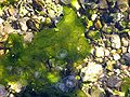Thumbnail for version as of 16:43, 18 April 2011