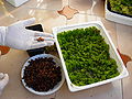 Thumbnail for version as of 21:28, 8 May 2011