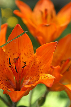 Liliumlancifolium4.jpg