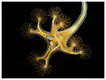 Stalked Jellyfish (Lucernaria quadricornis) Suborder: Eleutherocarpidae Family: Lucernariidae