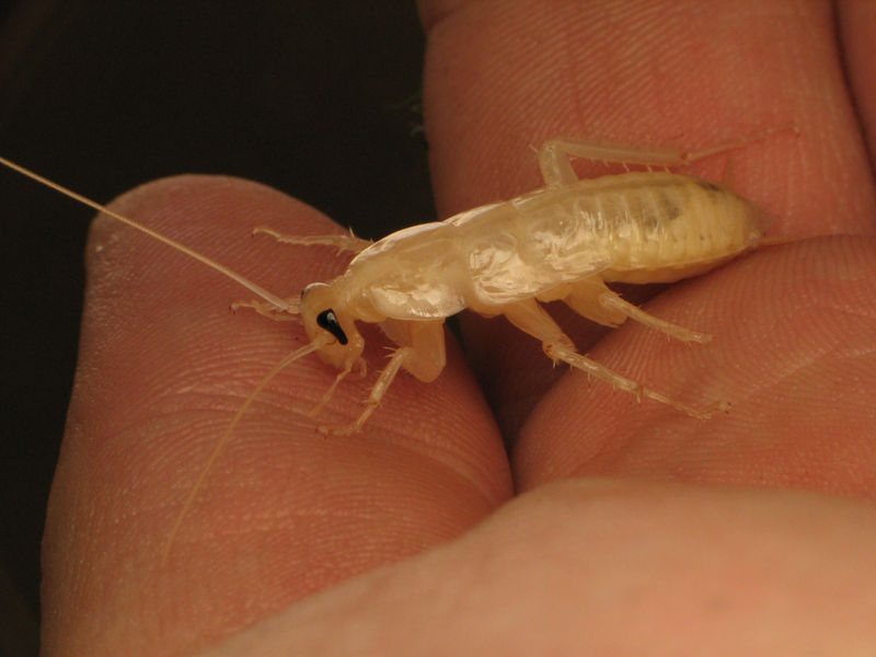 File:Molted Cockroach.jpg