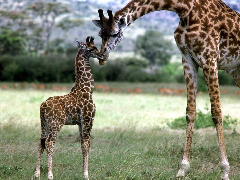 File:Parent and calf.jpg
