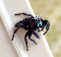 Thumbnail for version as of 02:53, 20 October 2006