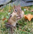 Eastern chipmunk (Tamias striatus) Family: Sciuridae