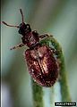 tooth-necked fungus beetle (Laricobius sp.) Genus: Laricobius