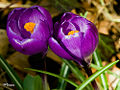 Thumbnail for version as of 23:48, 15 June 2008
