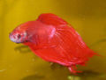 Siamese fighting fish (Betta splendens)