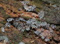 Thumbnail for version as of 03:41, 19 March 2007