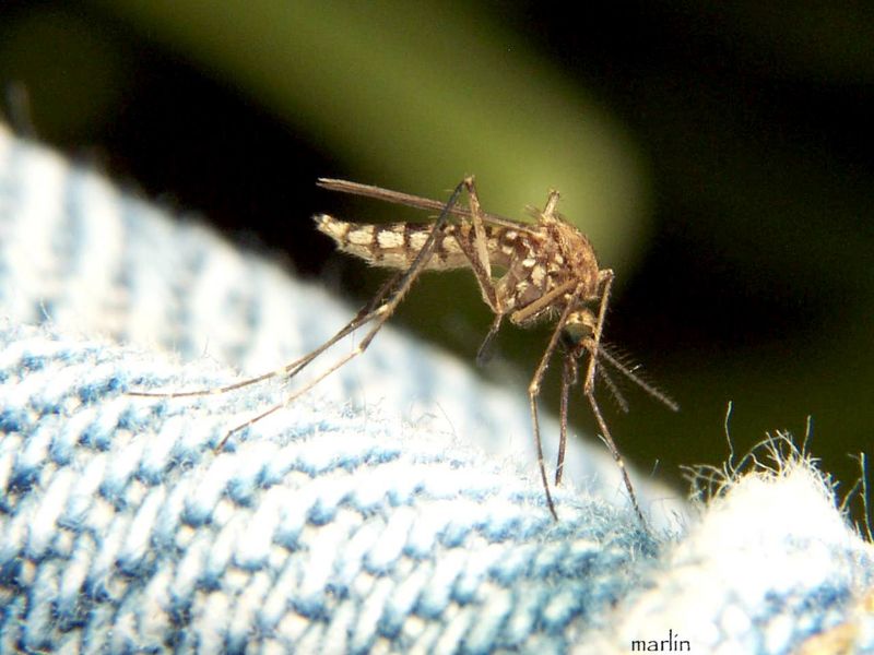 File:Aedes vexans 1.jpg