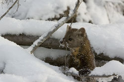 American Marten 2.jpg