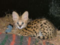 (serval) Leptailurus- baby African serval