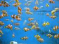 A swarm of clownfish