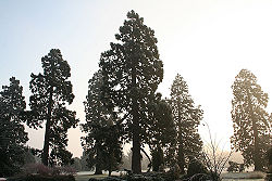 Giganteum.jpg