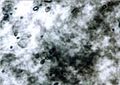 Smokey optical texture of type I hexagonal phase.
