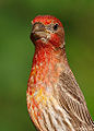 House Finch (Carpodacus mexicanus) Subfamily: Carduelinae