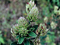 Hairy lespedeza (Lespedeza hirta )