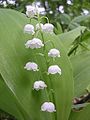 Lily of the Valley (C. majalis) Genus: Convallaria