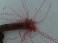 Spaghetti worm (L. verrucosa) Genus:Loimia