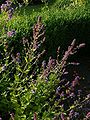 Gattaia glabra (Nepeta nuda)