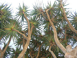 Pandanus2.jpg