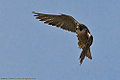 Thumbnail for version as of 20:06, 14 February 2010