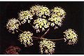 Western Water Hemlock (Cicuta douglasii) Genus: Cicuta