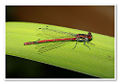 Large Red Damselfly (Pyrrhosoma Nymphula)
