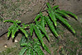 Rough Maidenhair (Adiantum hispidulum)