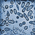 Salmonella cells isolated from infected macrophrages.