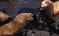 Steller sea lion, Northern fur seal (Eumetopias jubatus, Callorhinus ursinus)