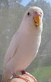 White budgerigar (Melopsittacus undulatus )