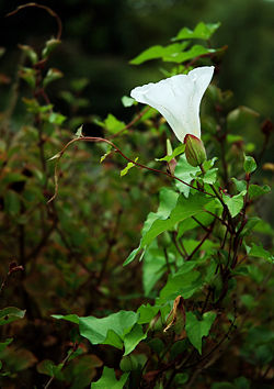 Bindweed.jpg