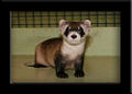 Thumbnail for version as of 04:31, 3 December 2008