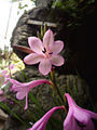 Bulbil bugle-lily (W. meriana)