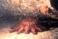 Crown-of-thorns starfish (Acanthaster planci) Order: Valvatida