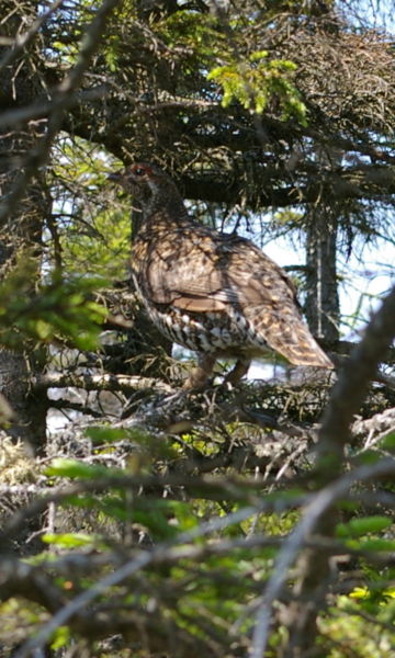 File:Female spruce gouse rossting.jpg