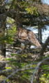 roosting female spruce grouse
